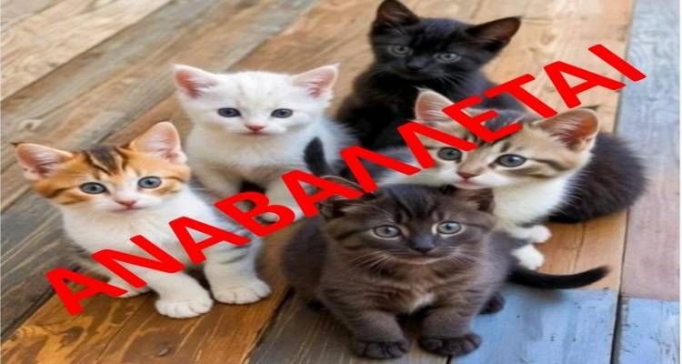 Αναβάλλεται η δράση στειρώσεων αδέσποτων γατών στον Άγιο Ευστράτιο λόγω κακοκαιρίας