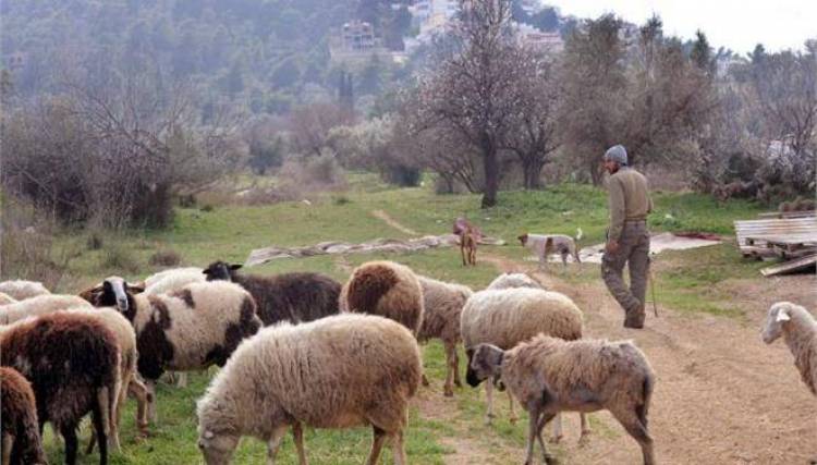 &Epsilon;&xi;&alpha;&pi;&lambda;ώ&nu;&epsilon;&tau;&alpha;&iota; &epsilon;&pi;&iota;&kappa;ί&nu;&delta;&upsilon;&nu;&alpha; &omicron; &kappa;&alpha;&tau;&alpha;&rho;&rho;&omicron;ϊ&kappa;ό&sigmaf; &pi;&upsilon;&rho;&epsilon;&tau;ό&sigmaf; &tau;&omega;&nu; &pi;&rho;&omicron;&beta;ά&tau;&omega;&nu; &sigma;&tau;&eta;&nu; &Epsilon;&lambda;&lambda;ά&delta;&alpha; &sigma;ύ&mu;&phi;&omega;&nu;&alpha; &mu;&epsilon; &kappa;&tau;&eta;&nu;&omicron;&tau;&rho;ό&phi;&omicron;&upsilon;&sigmaf;