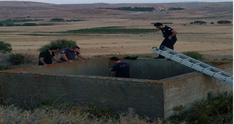 Επιχείρηση διάσωσης σκυλιών στη Λήμνο (photos)