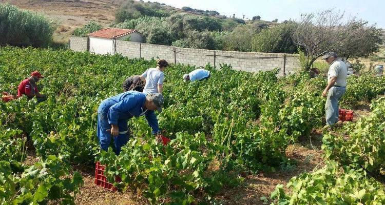 Πρώιμος ο φετινός τρύγος στη Λήμνο | Καλύτερη και ποσοτικά και ποιοτικά η χρονιά
