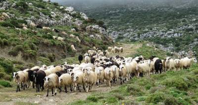 &Lambda;ή&mu;&nu;&omicron;&sigmaf; - &epsilon;&upsilon;&lambda;&omicron;&gamma;ί&alpha; &tau;&omega;&nu; &pi;&rho;&omicron;&beta;ά&tau;&omega;&nu;: &Tau;&omicron; &delta;&epsilon;ί&gamma;&mu;&alpha; &alpha;&pi;ό &tau;&omicron; &pi;&rho;ώ&tau;&omicron; &gamma;&iota;&alpha; &phi;έ&tau;&omicron;&sigmaf; ύ&pi;&omicron;&pi;&tau;&omicron; &pi;&epsilon;&rho;&iota;&sigma;&tau;&alpha;&tau;&iota;&kappa;ό, ή&tau;&alpha;&nu; &tau;&epsilon;&lambda;&iota;&kappa;ά &alpha;&rho;&nu;&eta;&tau;&iota;&kappa;ό!