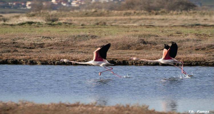 Παρατήρηση πουλιών στο νησί της Λήμνου