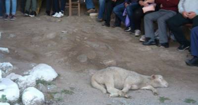 &Tau;έ&lambda;&omicron;&sigmaf; &tau;&omicron; έ&theta;&iota;&mu;&omicron; &mu;&epsilon; &tau;&omicron; &zeta;ώ&omicron; &sigma;&tau;&eta; &Lambda;&epsilon;&iota;&tau;&omicron;&upsilon;&rho;&gamma;ί&alpha; &tau;&eta;&sigmaf; &Lambda;&alpha;&mu;&pi;&rho;&omicron;&tau;&rho;ί&tau;&eta;&sigmaf; &sigma;&tau;&eta;&nu; &Pi;&alpha;&nu;&alpha;&gamma;ί&alpha; &tau;&eta;&nu; &Kappa;&alpha;&kappa;&alpha;&beta;&iota;ώ&tau;&iota;&sigma;&sigma;&alpha; (photo)