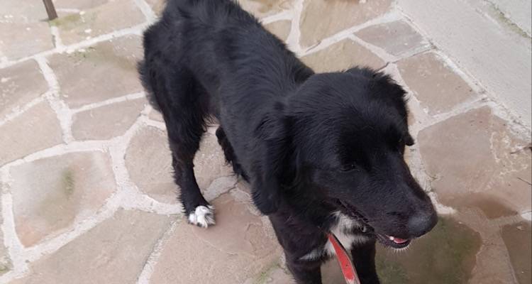 &Epsilon;&nu;&tau;&omicron;&pi;ί&sigma;&tau;&eta;&kappa;&epsilon; &tau;&omicron; &sigma;&kappa;&upsilon;&lambda;ί &tau;&eta;&sigmaf; &phi;&omega;&tau;&omicron;&gamma;&rho;&alpha;&phi;ί&alpha;&sigmaf; &kappa;&omicron;&nu;&tau;ά &sigma;&tau;&omicron;&nu; &alpha;&rho;&chi;&alpha;&iota;&omicron;&lambda;&omicron;&gamma;&iota;&kappa;ό &chi;ώ&rho;&omicron; &tau;&eta;&sigmaf; &Pi;&omicron;&lambda;&iota;ό&chi;&nu;&eta;&sigmaf; | &Mu;ή&pi;&omega;&sigmaf; &tau;&omicron; &alpha;&nu;&alpha;&zeta;&eta;&tau;ά&tau;&epsilon;;