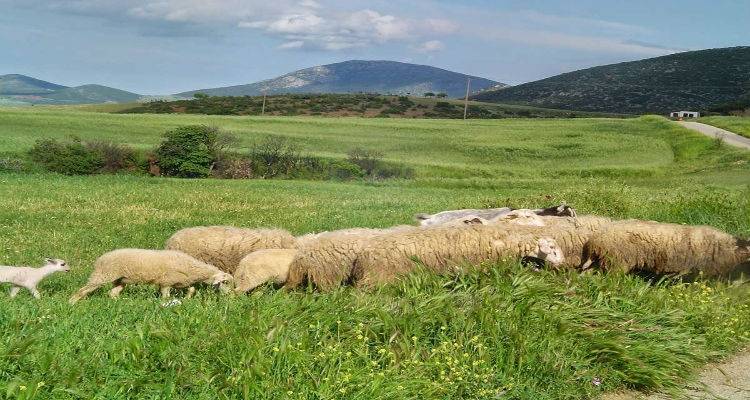 &Tau;έ&lambda;&omicron;&sigmaf; &Alpha;&upsilon;&gamma;&omicron;ύ&sigma;&tau;&omicron;&upsilon; &xi;&epsilon;&kappa;&alpha;&theta;&alpha;&rho;ί&zeta;&epsilon;&iota; &tau;&omicron; &tau;&omicron;&pi;ί&omicron; &sigma;&tau;&alpha; &beta;&omicron;&sigma;&kappa;&omicron;&tau;ό&pi;&iota;&alpha;