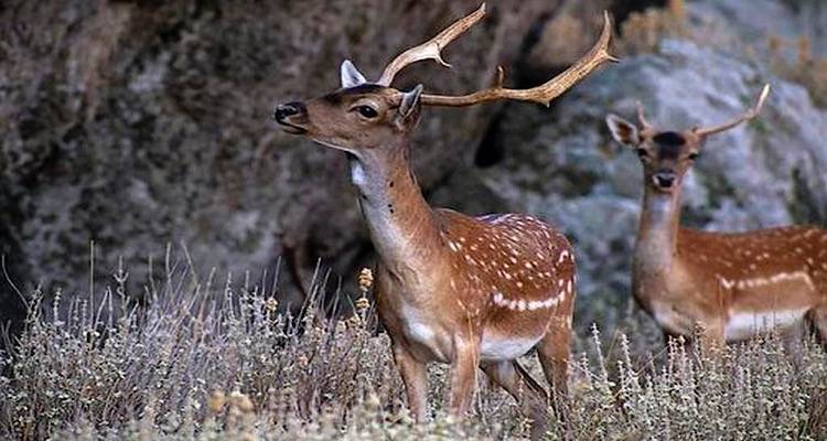 Λήμνος: Χτυπημένο πλατώνι στο λιμάνι της Μύρινας