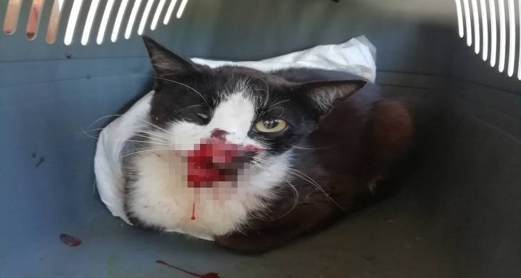 Έ&kappa;&kappa;&lambda;&eta;&sigma;&eta; &gamma;&iota;&alpha; &beta;&omicron;ή&theta;&epsilon;&iota;&alpha; &alpha;&pi;ό &tau;&omicron; AnimalRescue Lemnos | &Mu;ά&chi;&eta; &gamma;&iota;&alpha; &tau;&eta; &zeta;&omega;ή &delta;ί&nu;&epsilon;&iota; &gamma;ά&tau;&alpha; &pi;&omicron;&upsilon; &chi;&tau;&upsilon;&pi;ή&theta;&eta;&kappa;&epsilon; &kappa;&alpha;&iota; &epsilon;&gamma;&kappa;&alpha;&tau;&alpha;&lambda;&epsilon;ί&phi;&theta;&eta;&kappa;&epsilon; &sigma;&tau;&omicron;&nu; &Kappa;&omicron;&nu;&tau;&iota;ά
