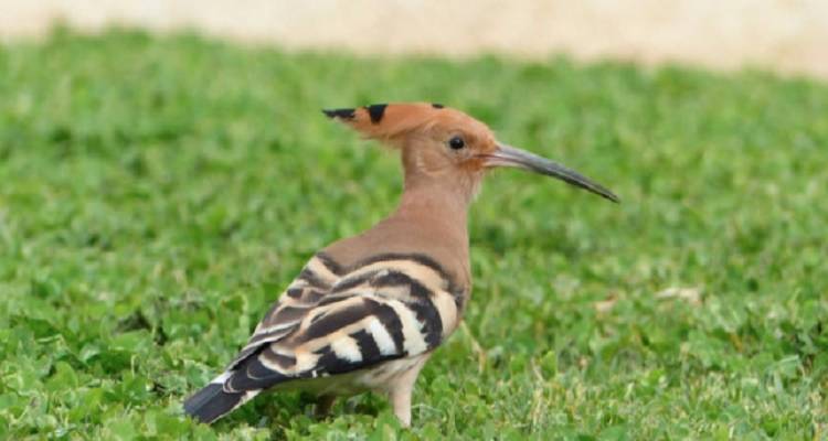 Παρατήρηση πουλιών στο νησί της Λήμνου (Birdwatching)