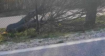 limnos-kopikan-dentra-stin-130-sm