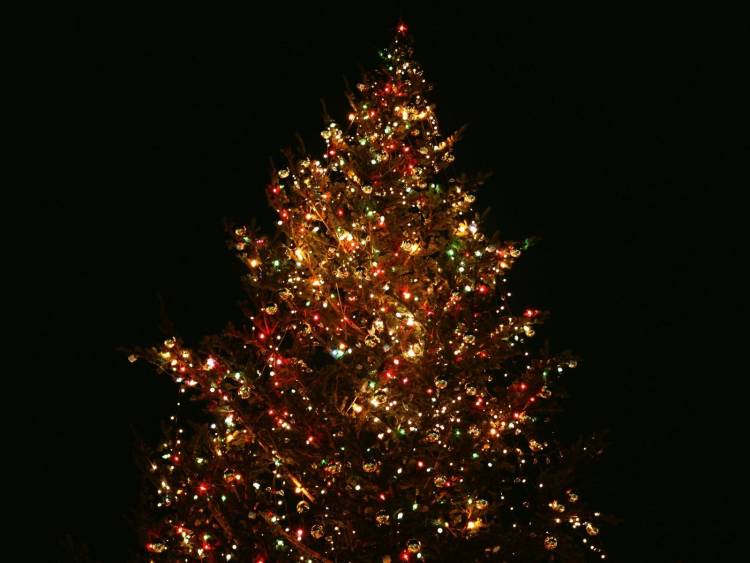 &Mu;&epsilon;&tau;&alpha;&phi;έ&rho;&epsilon;&tau;&alpha;&iota; &gamma;&iota;&alpha; &tau;&eta;&nu; ά&lambda;&lambda;&eta; &Kappa;&upsilon;&rho;&iota;&alpha;&kappa;ή &eta; &phi;&omega;&tau;&alpha;&gamma;ώ&gamma;&eta;&sigma;&eta; &tau;&omicron;&upsilon; &Chi;&rho;&iota;&sigma;&tau;&omicron;&upsilon;&gamma;&epsilon;&nu;&nu;&iota;ά&tau;&iota;&kappa;&omicron;&upsilon; &delta;έ&nu;&tau;&rho;&omicron;&upsilon; &alpha;&pi;ό &tau;&omicron;&nu; &Pi;&omicron;&lambda;&iota;&tau;&iota;&sigma;&tau;&iota;&kappa;ό &Sigma;ύ&lambda;&lambda;&omicron;&gamma;&omicron; &Theta;ά&nu;&omicron;&upsilon;&sigmaf;