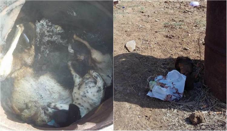 Λήμνος: Σκότωσε και έκαψε τα σκυλιά του μέσα σε βαρέλι (photos)