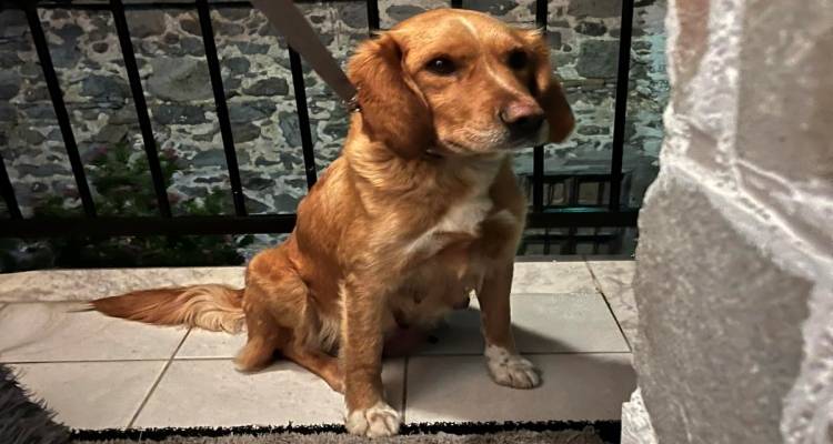 &Beta;&rho;έ&theta;&eta;&kappa;&epsilon; &sigma;&kappa;ύ&lambda;&omicron;&sigmaf; &sigma;&tau;&omicron; &Theta;ά&nu;&omicron;&sigmaf; | &Gamma;&nu;&omega;&rho;ί&zeta;&epsilon;&tau;&epsilon; &kappa;ά&tau;&iota;;