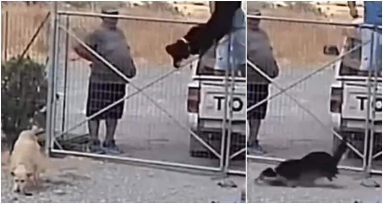 Σοκαριστικό βίντεο: Εγκαταλείπουν τρεις σκύλους πετώντας τους μέσα στο κυνοκομείο Λήμνου