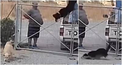 &Sigma;&omicron;&kappa;&alpha;&rho;&iota;&sigma;&tau;&iota;&kappa;ό &beta;ί&nu;&tau;&epsilon;&omicron;: &Epsilon;&gamma;&kappa;&alpha;&tau;&alpha;&lambda;&epsilon;ί&pi;&omicron;&upsilon;&nu; &tau;&rho;&epsilon;&iota;&sigmaf; &sigma;&kappa;ύ&lambda;&omicron;&upsilon;&sigmaf; &pi;&epsilon;&tau;ώ&nu;&tau;&alpha;&sigmaf; &tau;&omicron;&upsilon;&sigmaf; &mu;έ&sigma;&alpha; &sigma;&tau;&omicron; &kappa;&upsilon;&nu;&omicron;&kappa;&omicron;&mu;&epsilon;ί&omicron; &Lambda;ή&mu;&nu;&omicron;&upsilon;