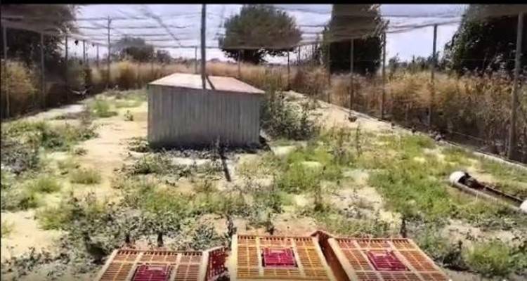 Λήμνος: Η θεομηνία έπνιξε 493 φασιανούς