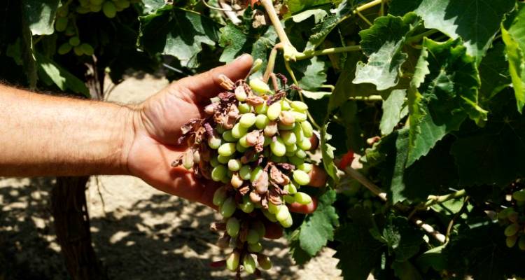 &Delta;ή&lambda;&omega;&sigma;&eta; &zeta;&eta;&mu;&iota;ώ&nu; &alpha;&pi;ό &tau;&omicron;&nu; &kappa;&alpha;ύ&sigma;&omega;&nu;&alpha; &sigma;&epsilon; &alpha;&mu;&pi;&epsilon;&lambda;&omicron;&kappa;&alpha;&lambda;&lambda;&iota;έ&rho;&gamma;&epsilon;&iota;&epsilon;&sigmaf; &sigma;&tau;&eta; &Delta;.&Epsilon;. &Nu;έ&alpha;&sigmaf; &Kappa;&omicron;ύ&tau;&alpha;&lambda;&eta;&sigmaf;