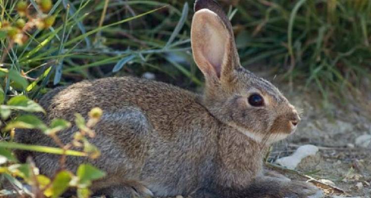 Αμπέλια Λήμνου: Ξεκινούν από Δευτέρα οι δηλώσεις για ζημιές από τα κουνέλια