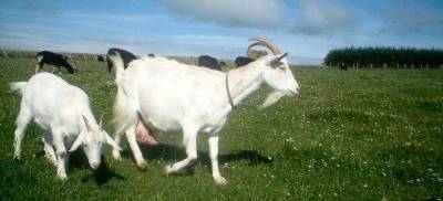 &Xi;&alpha;&phi;&nu;&iota;&kappa;ή &alpha;&pi;&alpha;&gamma;ό&rho;&epsilon;&upsilon;&sigma;&eta; &epsilon;&xi;&alpha;&gamma;&omega;&gamma;ή&sigmaf; &mu;&eta;&rho;&upsilon;&kappa;&alpha;&sigma;&tau;&iota;&kappa;ώ&nu; &zeta;ώ&omega;&nu; &alpha;&pi;ό &tau;&eta; &Lambda;ή&mu;&nu;&omicron; | &Alpha;&nu;&eta;&sigma;&upsilon;&chi;ί&alpha; &epsilon;&kappa;&phi;&rho;ά&zeta;&epsilon;&iota; &omicron; &Delta;ή&mu;&omicron;&sigmaf;