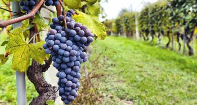 &Omicron;&iota; &nu;έ&omicron;&iota; &alpha;&mu;&pi;&epsilon;&lambda;ώ&nu;&epsilon;&sigmaf; &kappa;&alpha;&iota; &omicron;&iota; &delta;&iota;&alpha;&delta;&iota;&kappa;&alpha;&sigma;ί&epsilon;&sigmaf;