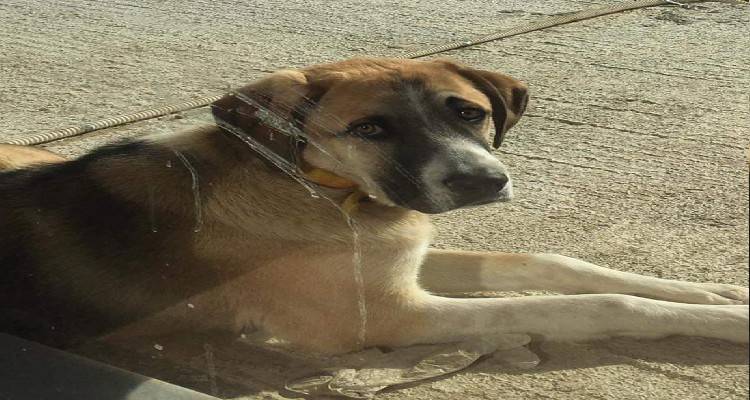 &Lambda;ή&mu;&nu;&omicron;&sigmaf;: &Chi;ά&theta;&eta;&kappa;&epsilon; &sigma;&kappa;ύ&lambda;&omicron;&sigmaf; &sigma;&tau;&eta;&nu; &pi;&epsilon;&rho;&iota;&omicron;&chi;ή &Psi;ύ&lambda;&lambda;&omicron;&upsilon;&sigmaf;