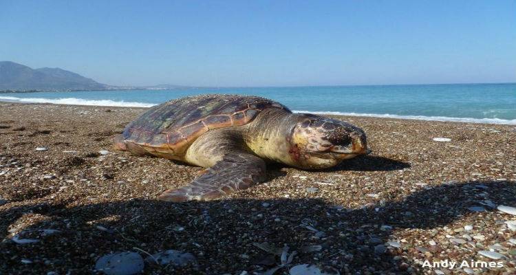 &Delta;ύ&omicron; &nu;&epsilon;&kappa;&rho;έ&sigmaf; &theta;&alpha;&lambda;ά&sigma;&sigma;&iota;&epsilon;&sigmaf; &chi;&epsilon;&lambda;ώ&nu;&epsilon;&sigmaf; &epsilon;&nu;&tau;&omicron;&pi;&iota;&sigma;&tau;ή&kappa;&alpha;&nu; &sigma;&tau;&eta; &Lambda;ή&mu;&nu;&omicron;