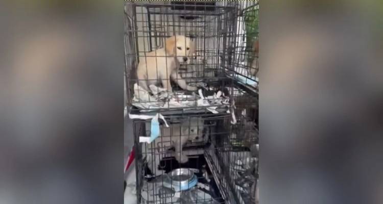 Αγ. Παρασκευή: Ιδιοκτήτες pet shop και κτηνίατρος σε παράνομο εμπόριο ζώων συντροφιάς -Βρέθηκαν 27 σκυλιά σε κλουβιά