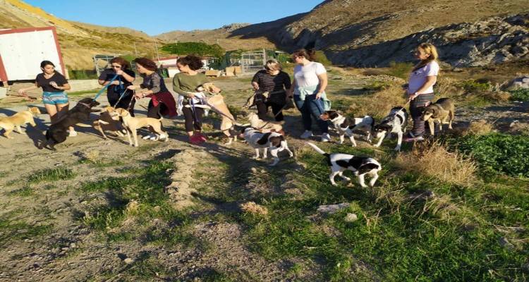 Φιλόζωοι πολίτες πήγαν στο καταφύγιο αδέσποτων της Λήμνου και έβγαλαν τα σκυλάκια βόλτα