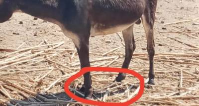 &Sigma;ύ&lambda;&lambda;&eta;&psi;&eta; 81&chi;&rho;&omicron;&nu;&omicron;&upsilon; &sigma;&tau;&eta; &Lambda;έ&sigma;&beta;&omicron; &gamma;&iota;&alpha; &kappa;&alpha;&kappa;&omicron;&mu;&epsilon;&tau;&alpha;&chi;&epsilon;ί&rho;&iota;&sigma;&eta; &gamma;&alpha;ϊ&delta;ά&rho;&omicron;&upsilon; | &Epsilon;ί&chi;&epsilon; &delta;&epsilon;&mu;έ&nu;&alpha; &tau;&alpha; &pi;ό&delta;&iota;&alpha; &tau;&omicron;&upsilon; &zeta;ώ&omicron;&upsilon;