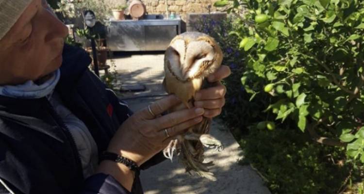 Περίθαλψη λευκής κουκουβάγιας από μέλη του Κυνηγετικού Συλλόγου Λήμνου