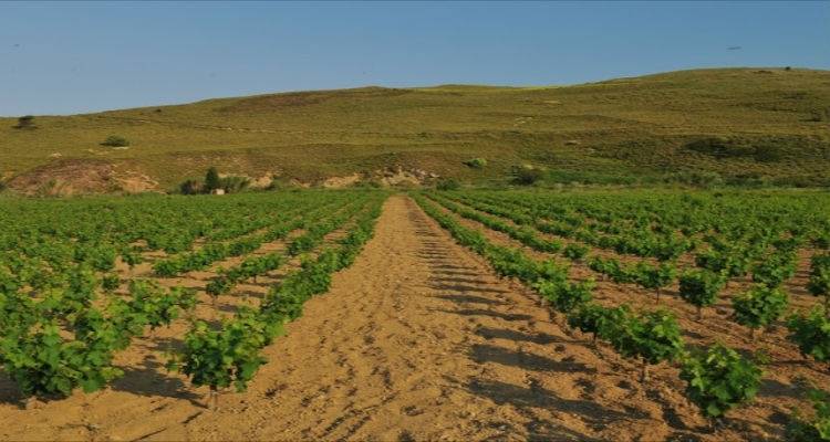 &Xi;&epsilon;&kappa;ί&nu;&eta;&sigma;&epsilon; &tau;&omicron; &pi;&rho;&omicron;&lambda;&eta;&pi;&tau;&iota;&kappa;ό &rho;ά&nu;&tau;&iota;&sigma;&mu;&alpha; &sigma;&tau;&alpha; &alpha;&mu;&pi;έ&lambda;&iota;&alpha; &tau;&eta;&sigmaf; &Lambda;ή&mu;&nu;&omicron;&upsilon;
