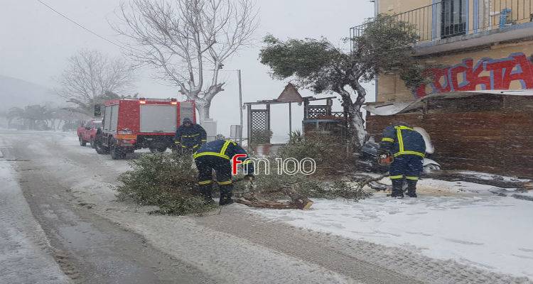 Πτώση δέντρου στη Μύρινα (photos + video)