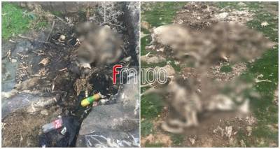 &Pi;&lambda;ή&theta;&omicron;&sigmaf; &sigma;&kappa;&epsilon;&lambda;&epsilon;&tau;ώ&nu; &zeta;ώ&omega;&nu; &sigma;&epsilon; &omicron;&rho;&epsilon;&iota;&nu;ή &pi;&epsilon;&rho;&iota;&omicron;&chi;ή &sigma;&tau;&alpha; &Tau;&sigma;&iota;&mu;ά&nu;&delta;&rho;&iota;&alpha; | &Epsilon;&iota;&kappa;ό&nu;&epsilon;&sigmaf; &pi;&omicron;&upsilon; &pi;&rho;&omicron;&kappa;&alpha;&lambda;&omicron;ύ&nu; &epsilon;&rho;&omega;&tau;ή&mu;&alpha;&tau;&alpha;