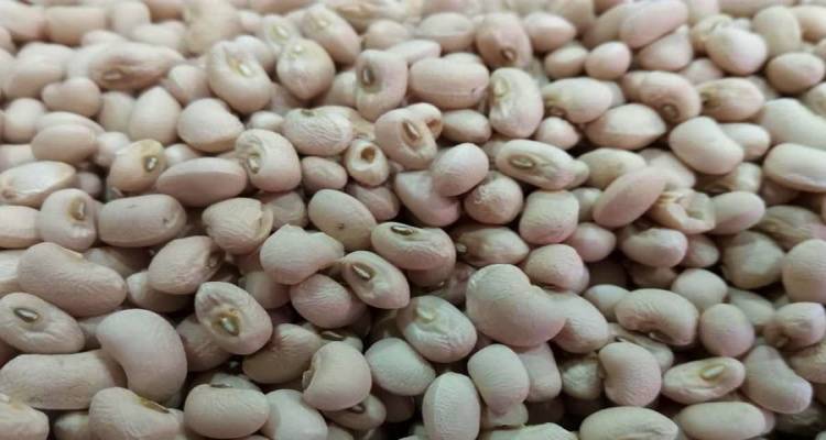 &Tau;&omicron; &Alpha;&sigma;&pi;&rho;&omicron;&mu;ύ&tau;&iota;&kappa;&omicron; &Phi;&alpha;&sigma;ό&lambda;&iota; &Lambda;ή&mu;&nu;&omicron;&upsilon; &sigma;&tau;&omicron; &epsilon;&pi;ί&kappa;&epsilon;&nu;&tau;&rho;&omicron; &tau;&eta;&sigmaf; &pi;&rho;&omicron;&sigma;&pi;ά&theta;&epsilon;&iota;&alpha;&sigmaf; &Pi;&Omicron;&Pi;/&Pi;&Gamma;&Epsilon; &tau;&omicron;&upsilon; &Beta;&omicron;&rho;&epsilon;ί&omicron;&upsilon; &Alpha;&iota;&gamma;&alpha;ί&omicron;&upsilon;