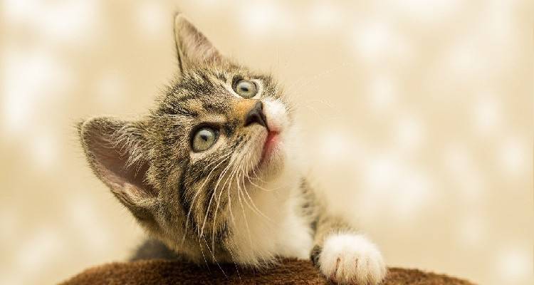 Λήμνος: 131 αδέσποτες γάτες στειρώθηκαν από τους κτηνιάτρους της Ε.Δ.Κ.Ε.