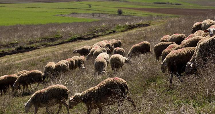 Χωρίς κρατικό κτηνίατρο για τρίτο μήνα η Λήμνος | Ερώτηση Βελόπουλου στη Βουλή