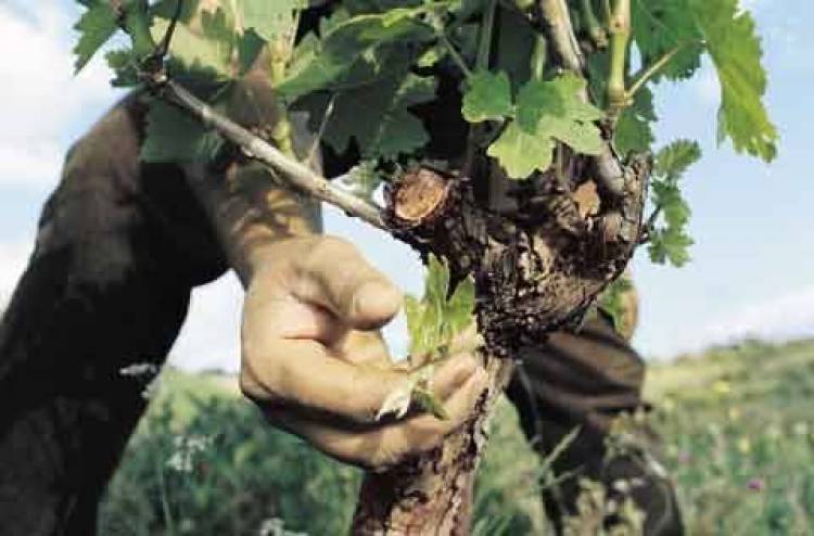 &Alpha;&nu;&alpha;&kappa;&omicron;&iota;&nu;ώ&theta;&eta;&kappa;&alpha;&nu; &omicron;&iota; &kappa;&alpha;&tau;&alpha;&sigma;&tau;ά&sigma;&epsilon;&iota;&sigmaf; &mu;&epsilon; &tau;&omicron;&upsilon;&sigmaf; &delta;&iota;&kappa;&alpha;&iota;&omicron;ύ&chi;&omicron;&upsilon;&sigmaf; &tau;&eta;&sigmaf; &beta;&iota;&omicron;&lambda;&omicron;&gamma;&iota;&kappa;ή&sigmaf; &kappa;&alpha;&lambda;&lambda;&iota;έ&rho;&gamma;&epsilon;&iota;&alpha;&sigmaf;