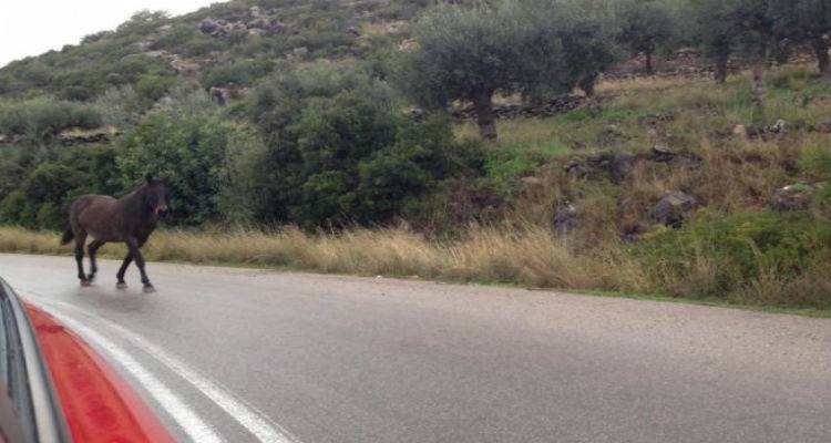 Άλογα στη μέση του δρόμου Θέρμων – Κορνού