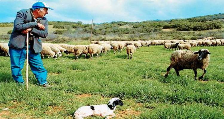 654 &chi;&iota;&lambda;. &epsilon;&upsilon;&rho;ώ &sigma;&epsilon; &kappa;&tau;&eta;&nu;&omicron;&tau;&rho;ό&phi;&omicron;&upsilon;&sigmaf; &tau;&eta;&sigmaf; &Lambda;ή&mu;&nu;&omicron;&upsilon; &kappa;&alpha;&iota; &tau;&eta;&sigmaf; &Lambda;έ&sigma;&beta;&omicron;&upsilon; | &Alpha;&nu;&alpha;&kappa;&omicron;&iota;&nu;ώ&theta;&eta;&kappa;&alpha;&nu; &tau;&alpha; &omicron;&nu;ό&mu;&alpha;&tau;&alpha; &tau;&omega;&nu; &delta;&iota;&kappa;&alpha;&iota;&omicron;ύ&chi;&omega;&nu;