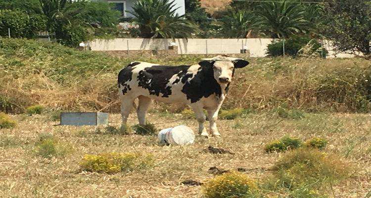 Έ&kappa;&kappa;&lambda;&eta;&sigma;&eta; &gamma;&iota;&alpha; &alpha;&beta;&omicron;ή&theta;&eta;&tau;&omicron; &beta;&omicron;&omicron;&epsilon;&iota;&delta;έ&sigmaf; &sigma;&tau;&eta; &Mu;ύ&rho;&iota;&nu;&alpha;