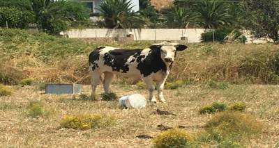 Έ&kappa;&kappa;&lambda;&eta;&sigma;&eta; &gamma;&iota;&alpha; &alpha;&beta;&omicron;ή&theta;&eta;&tau;&omicron; &beta;&omicron;&omicron;&epsilon;&iota;&delta;έ&sigmaf; &sigma;&tau;&eta; &Mu;ύ&rho;&iota;&nu;&alpha;