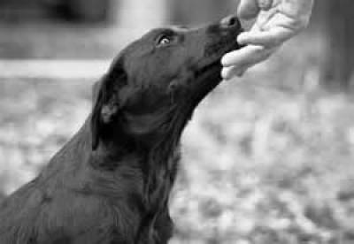 Διαλέξεις για τα αδέσποτα σε δημοτικά σχολεία