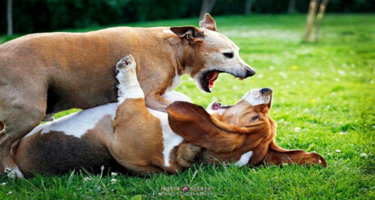 &Mu;&eta;&nu;ύ&sigma;&epsilon;&iota;&sigmaf; &mu;&epsilon;&tau;ά &alpha;&pi;ό &epsilon;&pi;&iota;&theta;έ&sigma;&epsilon;&iota;&sigmaf; &sigma;&kappa;&upsilon;&lambda;&iota;ώ&nu; &sigma;&tau;&eta; &Lambda;ή&mu;&nu;&omicron;