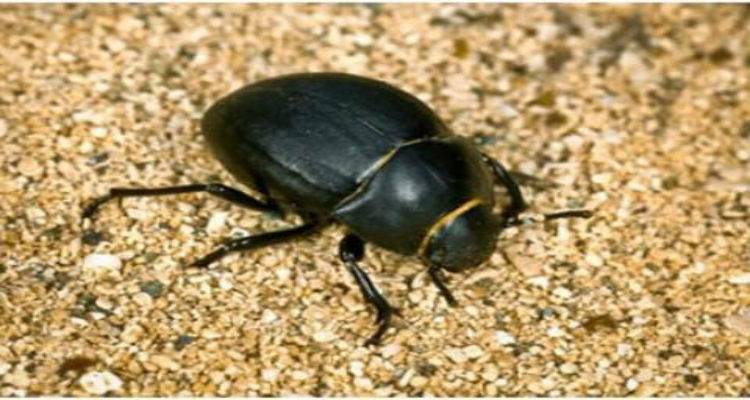 &Gamma;έ&mu;&iota;&sigma;&epsilon; &sigma;&kappa;&alpha;&theta;ά&rho;&iota;&alpha; &eta; &alpha;&gamma;&omicron;&rho;ά &tau;&eta;&sigmaf; &Mu;ύ&rho;&iota;&nu;&alpha;&sigmaf;