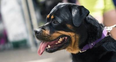 Η «ΝΕΜΕΣΙΣ» για το περιστατικό με τον σκύλο στην Καλαμάτα: «Η ανευθυνότητα σκοτώνει, τα ζώα δεν είναι εργαλεία!»