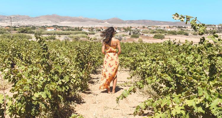 &Tau;&alpha; &kappa;&rho;&alpha;&sigma;&iota;ά &tau;&eta;&sigmaf; &Lambda;ή&mu;&nu;&omicron;&upsilon;, &alpha;&pi;ό &tau;&omicron;&nu; Ό&mu;&eta;&rho;&omicron; &mu;έ&chi;&rho;&iota; &sigma;ή&mu;&epsilon;&rho;&alpha; &Kappa;&rho;&alpha;&sigma;&iota;ά &mu;&epsilon; &iota;&delta;&iota;&alpha;ί&tau;&epsilon;&rho;&omicron; &chi;&alpha;&rho;&alpha;&kappa;&tau;ή&rho;&alpha; &alpha;&pi;ό &tau;&omicron; &alpha;&kappa;&rho;&iota;&tau;&iota;&kappa;ό &nu;&eta;&sigma;ί &tau;&omicron;&upsilon; &beta;&omicron;&rho;&epsilon;ί&omicron;&upsilon; &Alpha;&iota;&gamma;&alpha;ί&omicron;&upsilon;.