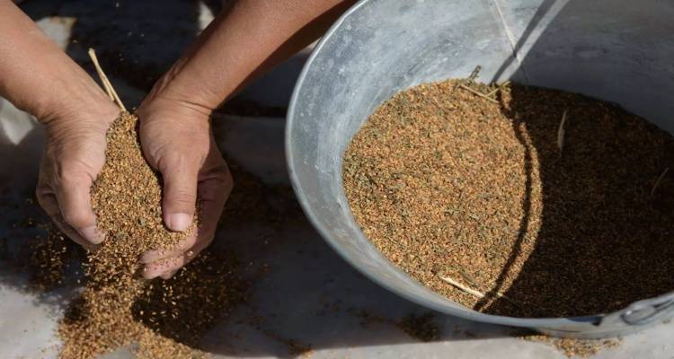 &Sigma;&alpha;&mu;&rsquo; &tau;&omicron; &kappa;&alpha;&sigma;&tau;&alpha;&nu;&omicron;&kappa;ό&kappa;&kappa;&iota;&nu;&omicron; &mu;&iota;&kappa;&rho;ό&kappa;&alpha;&rho;&pi;&omicron; &sigma;&omicron;&upsilon;&sigma;ά&mu;&iota; &tau;&eta;&sigmaf; &Lambda;ή&mu;&nu;&omicron;&upsilon;