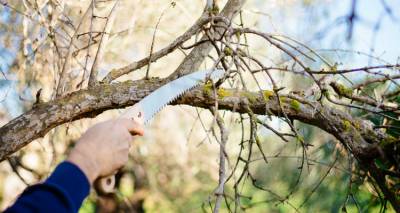 &Delta;ή&mu;&omicron;&sigmaf; &Lambda;ή&mu;&nu;&omicron;&upsilon;: &Pi;&rho;ό&sigma;&tau;&iota;&mu;&alpha; &sigma;&epsilon; ό&sigma;&omicron;&upsilon;&sigmaf; &epsilon;&nu;&alpha;&pi;&omicron;&theta;έ&tau;&omicron;&upsilon;&nu; &kappa;&lambda;&alpha;&delta;&iota;ά &sigma;&epsilon; &kappa;ά&delta;&omicron;&upsilon;&sigmaf; &alpha;&pi;&omicron;&rho;&rho;&iota;&mu;&mu;ά&tau;&omega;&nu;