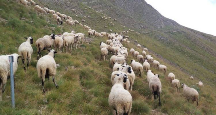 &Tau;&alpha;&mu;&epsilon;ί&omicron; &alpha;&nu;&epsilon;&rho;&gamma;ί&alpha;&sigmaf; &gamma;&iota;&alpha; &pi;&lambda;&eta;&gamma;έ&nu;&tau;&epsilon;&sigmaf; &kappa;&tau;&eta;&nu;&omicron;&tau;&rho;ό&phi;&omicron;&upsilon;&sigmaf; &zeta;&eta;&tau;ά &eta; &Pi;&epsilon;&rho;&iota;&phi;έ&rho;&epsilon;&iota;&alpha; &Beta;&omicron;&rho;&epsilon;ί&omicron;&upsilon; &Alpha;&iota;&gamma;&alpha;ί&omicron;&upsilon;