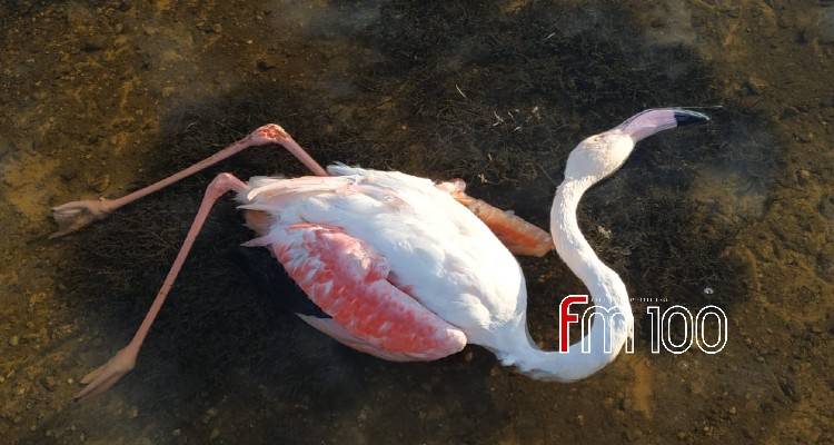 Νεκρό φλαμίνγκο στη Λήμνο (photos)