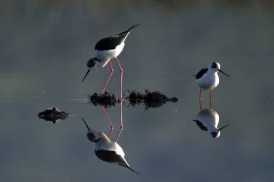 &Omicron;&iota;&kappa;&omicron;&lambda;ό&gamma;&omicron;&iota; &Pi;&rho;ά&sigma;&iota;&nu;&omicron;&iota;: &laquo;&Omicron;&iota; &upsilon;&gamma;&rho;ό&tau;&omicron;&pi;&omicron;&iota; &Lambda;έ&sigma;&beta;&omicron;&upsilon; &kappa;&alpha;&iota; &Lambda;ή&mu;&nu;&omicron;&upsilon;, &alpha;&kappa;ό&mu;&alpha; έ&nu;&alpha; &theta;ύ&mu;&alpha; &tau;&eta;&sigmaf; &kappa;&rho;ί&sigma;&eta;&sigmaf;&raquo;
